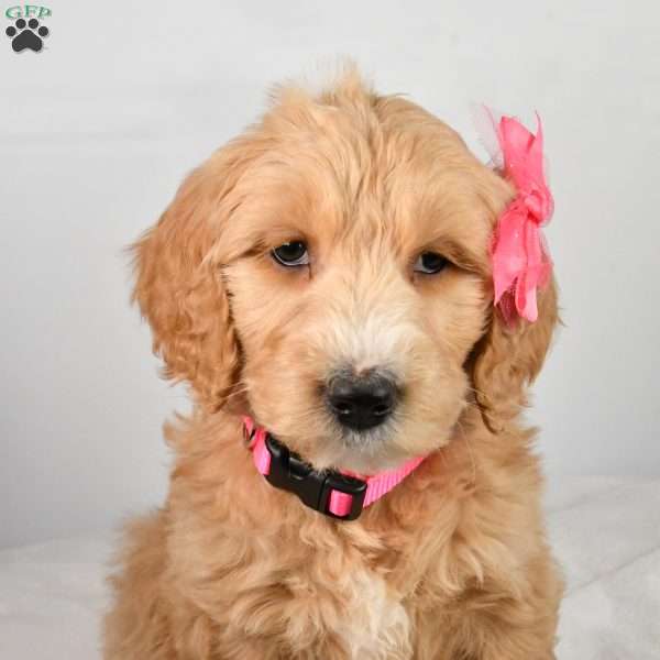 Charlotte, Goldendoodle Puppy